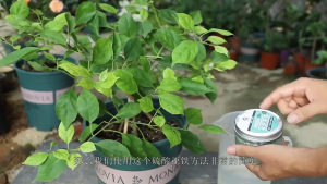 200g/500g Iron Ferrous Sulphate Fertilizer Photosynthesis Booster Gardenia Jasmine Flower Rhododendron Fertilizer硫酸亞鐵 肥料