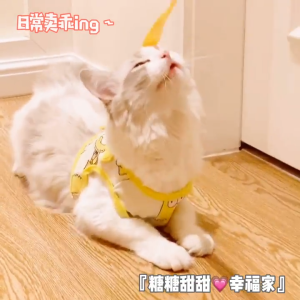 Bộ dây dắt Chó Mèo kèm yếm ngực có hoạ tiết tông vàng (mẫu mới) - Love Pets Shop