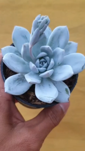 ต้นไม้อวบน้ำ กุหลาบหิน อิชิเวเรีย ซาง เอ Echeveria Sang A HUGE #Sang A #Echeveria #Rare