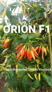Benih Cabe Rawit Setan ORION F1 isi 10g Cabai rawit Dompolan You Seed
