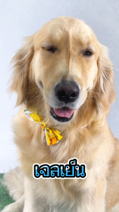 ผ้าพันคอเจลเย็นสำหรับสัตว์เลี้ยง Pet cooling Scarf | Clawset.bkk