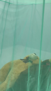 เล่นเสื้อมูนกันยุง 5-6-7ฟุต สีพื้น ลายเรียบ ตราเรือใบ มูลธุรกิจ