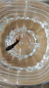 อาหารปลากัดโต ปลาหางนกยูง ปลาสอด  (หนอนแดงผสมลูกน้ำ) บรรจุ70กรัม ขนาดเม็ด0.5-0.9ม.ม. อาหารโปรตีนสูงสำหรับปลากัด สำหรับปล