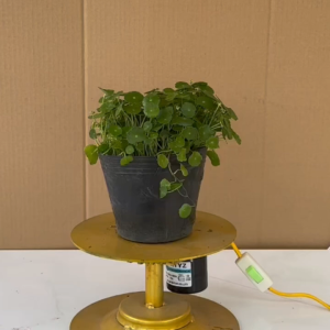 Cây Cỏ Đồng Tiền - Cây Rau Má Nhật