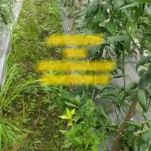 Benih Kacang Panjang GUARDA Isi 200 Butir Cap Panah Merah