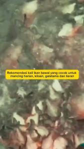 Kail Pancing Ikan Bawal Model Chinu 1053 + Neklin