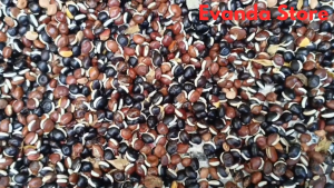 PROMO 15 BIJI BIBIT KACANG KORO SAYUR