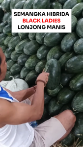 Benih Semangka Hibrida BLACK LADIES 25 Biji Cap Bunga Matahari Inul Lonjong Manis