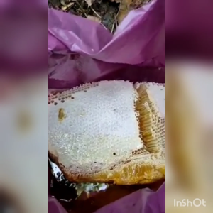 Joema Malaysia Official | Madu Tualang Cerah 650g sebotol