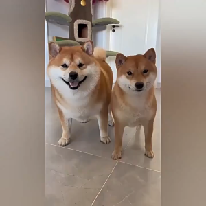 ผ้าเช็ดทำความสะอาดสัตว์เลี้ยง ผ้าเช็ดตาและหูสัตว์เลี้ยงอย่างอ่อนโยน ผ้าเช็ดสุนัขและแมว แพ็คละ 80 ชิ้น สุขภาพสัตว์เลี้ยง