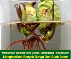 VIT-O (5 Liter) Pupuk Cair Organik Segala Tanaman