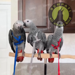 SEMPATI Harnes Burung Parrot Merpati Alap Alap Paruh Bengkok Lovebird Dara Nuri Beo Afgrey Parkit Macaw Tali Pengikat Latih Burung Sabuk Pengaman Burung Training Harness Straps Rope