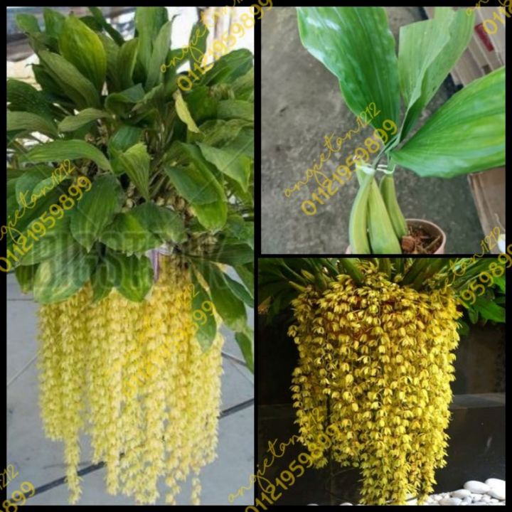 CarousellOrkid jurai/ Orchid Coelogyne Rochussenii Bunga Wangi | Lazada