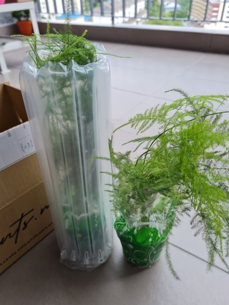 Buyer review image 2