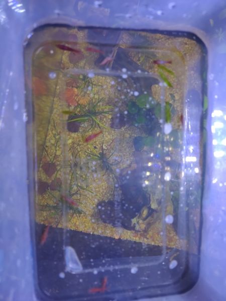 Buyer review image 3