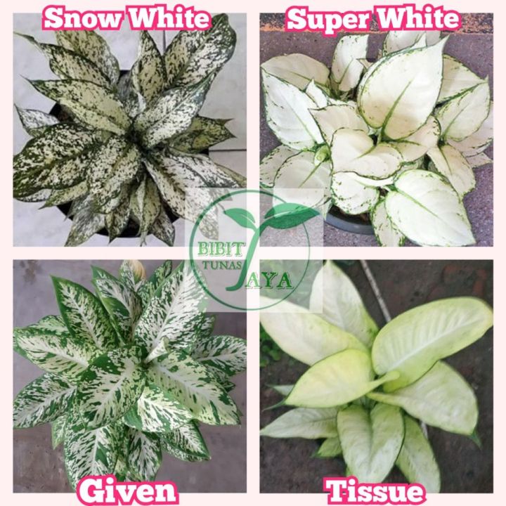 palm like house plant Palm Ponytail | Indoor Plant | Tropical Plant | Potted Plant main image 1