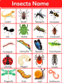 Laminated Insects Chart for Kids, Learners and Educators, Colorful Insects Chart. 