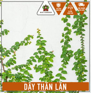 Cây Thằn Lằn - Dây leo bám tường - Decor sân vườn quán cafe!