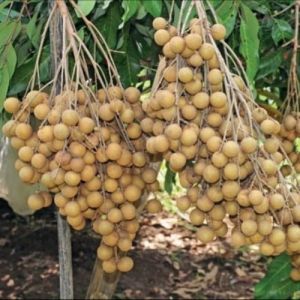 Bibit Kelengkeng New Kristal / Buah Kelengkeng / New Kristal Murah