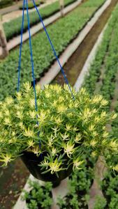 Tanaman Hidup | Sedum Gantung / jarum ( 1 Pot rimbun )