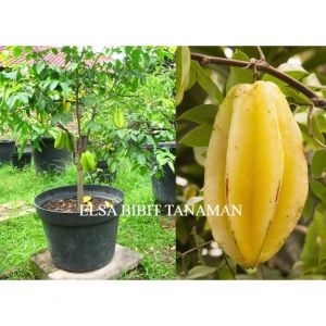 BIBIT BELIMBING MADU OKULASI CEPAT BERBUAH (BISA DI TARUH POT)