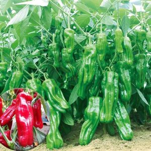 Benih Kulit Nipis Cili Hijau (30 Seeds)/薄皮辣椒种子/Thin Skin Green Chilli Pepper