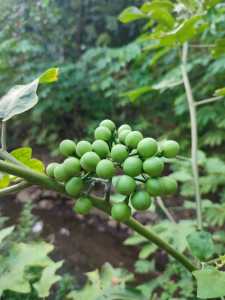 buah takokakbisa buat lalaban dan kaya akan manfaat