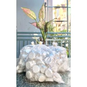 Bánh Phục Linh -Đặc Sản Bình Định Giòn Thơm (Ngậm Tan Trong Miệng )nhiều màu 0.5Kg-Biglove