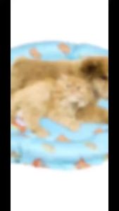 Cartoon Cooling Bed with Cooling Gel for Sleeping Summer Dog Cooling Pads Reusable