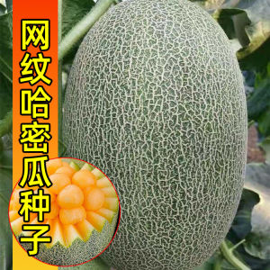Benih Musk Melon (8 Seeds)/网纹哈蜜瓜籽/Honeydew Melon Seeds