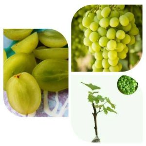 Bibit Anggur Thompson Seedless Import  hasil STEK Super Genjah