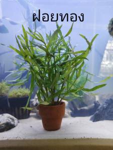 ฝอยทอง ไม้น้ำ แต่งตู้ปลา หรือ อ่างบัว ปลูกง่าย เขียวสด โตเร็ว ใส่กระถางดินเผาสีส้ม พร้อมปลูก