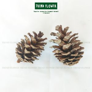 Bunga Pinus Kering | Biji Pinus Asli | Bunga Kering camilan hamster