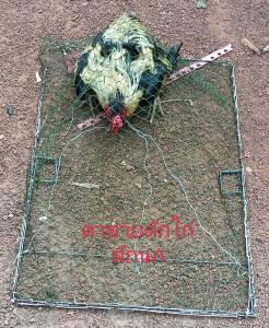 ดูราคาที่ให้ด้วย: ดักไก่แบบตาข่าย ดักนก 54 เซน ยาว 74 เซน ที่คุณจะสัมผัสประสบการณ์ที่นาน สำหรับการทำงานที่ง่าย คุณอาจพยายามใช้เหล็กอย่างดี