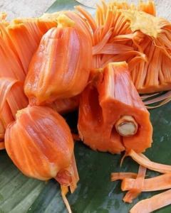 Bibit Tanaman Nangka Merah Asli Terunggul