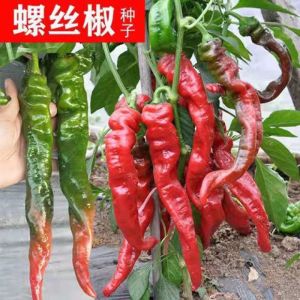 Benih Cili Lada Skru (30 seeds) / 螺丝辣椒籽 / Pepper Screw Seeds Spicy Seeds