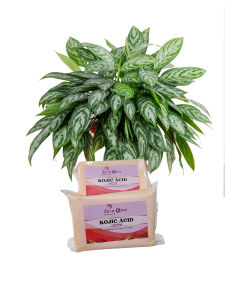 (FDA APPROVED) ENZA GLAM BEAUTÉ KOJIC ACID Cake of Soap Whitening  Brightening Anti-aging Non-Toxic Hydration Moisturizing Beauty Soap