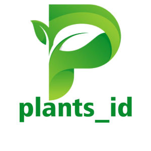 Stek Sancang Stek Tanaman Sancang Bahan Bonsai Stek Sancang Dewasa Sancang Jumbo Tanaman Sancang Bahan Bonsai Bonsai Sancang stek tanaman sancang dewasa semi jumbo bahan bonsai stek sancang stek tanaman sancang bahan bonsai bonsai sancang tanaman sancang