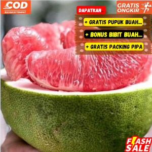 Bibit Jeruk Bali Siper Red Pamelo Jumbo Cepat Berbuah ( Bisa Tanam POT )