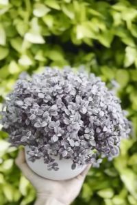 FY Ceramic Pot Succulent Pot Cactus Pot With Tray Planter Pasu Bunga Seramik kaktus Indoor Outdoor