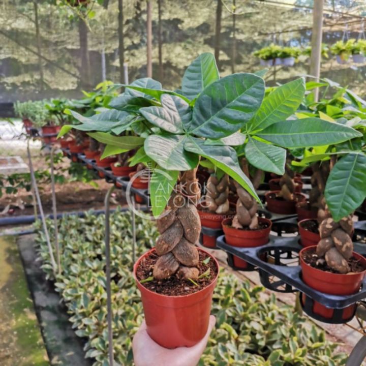 TKL - Pachira Aquatica/Pachira Tree Head/Chinese Knot/QQ/Wufu 发财树美钞树 ...