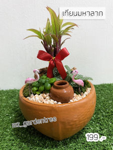 🎍🎍สวนถาด เทียนมหาลาภพรมออสเตรเลียต้นไข่มุก🎍🎍