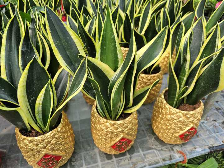 strelitzia nicolai lsst bltter hngen Strelitzia nicolai  weie Strelitzie