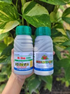 [TRUNG THIEN THINH] Mi Stop 350SC ( Mistop ) thuốc trừ bệnh lem lép hạt lúa rỉ sắt khô vằn thán thư chai 240ml