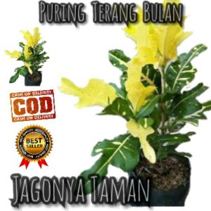 TANAMAN HIAS PURING TERANG BULAN / TANAMAN HIDUP