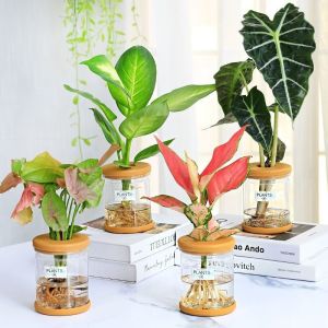 Nordic Minimalist Hydroponic Vase Automatic Water Absorption Plant Pot Plastic Propagation Pot
