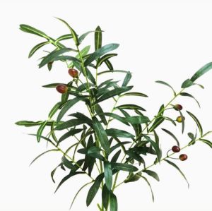 Cành oliu có quả 10 nhánh hàng cao cấp nhập khẩu-Hàng loại 1 Trumsicayhoagia