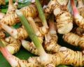 Lengkuas / laja/laos putih untuk masakan dan juga bisa untuk obat. 