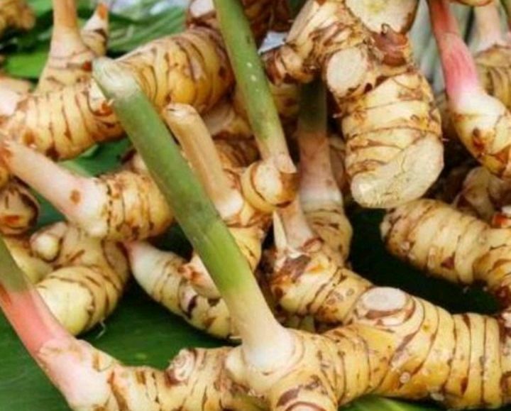 Lengkuas / laja/laos putih untuk masakan dan juga bisa untuk obat