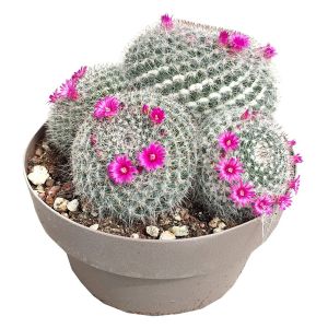 XƯƠNG RỒNG BÁNH SINH NHẬT. - Tặng chậu nhựa nhỏ